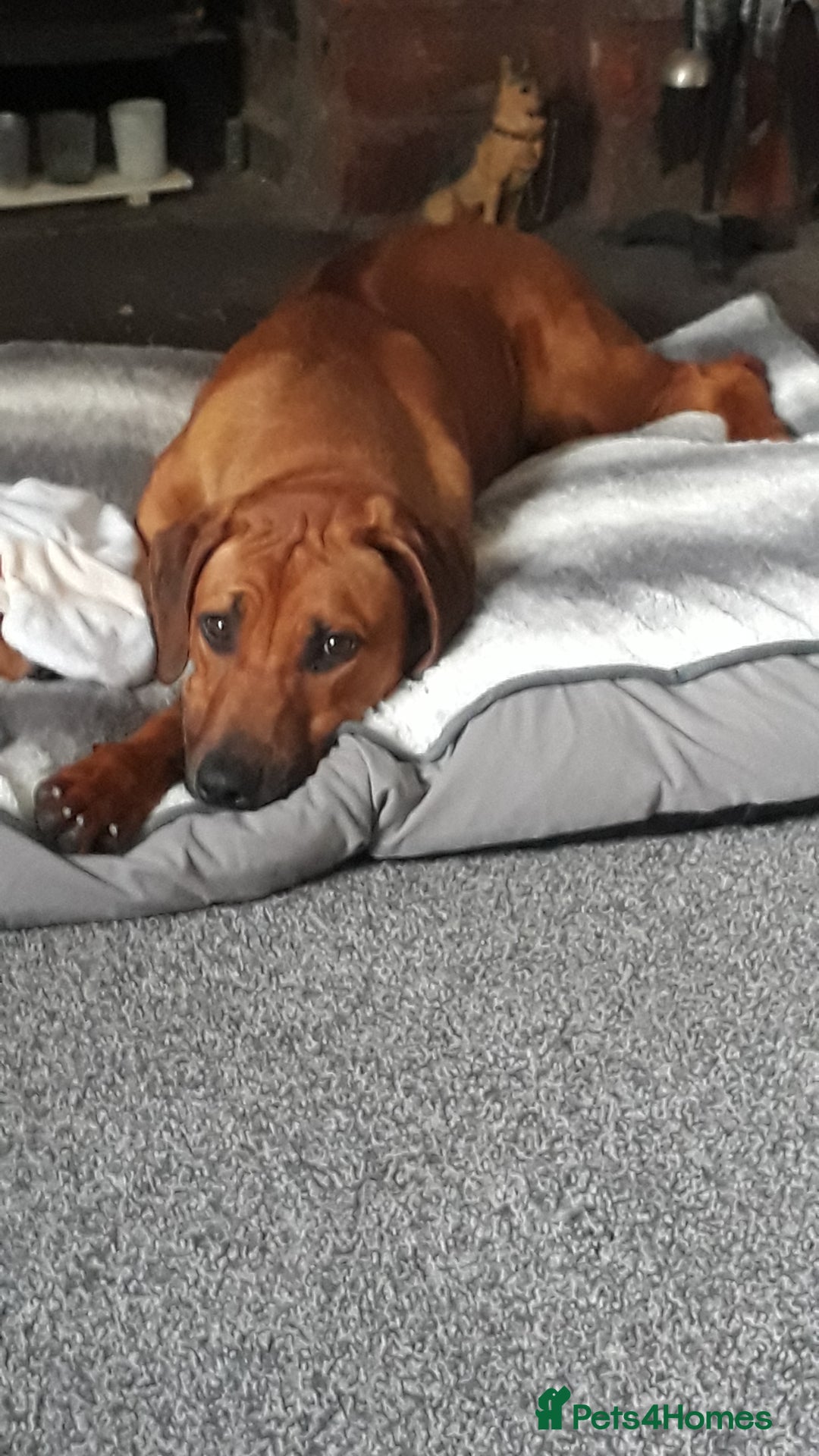 Rhodesian Ridgeback dogs for sale: Beautiful Kc Registered  - Image 9
