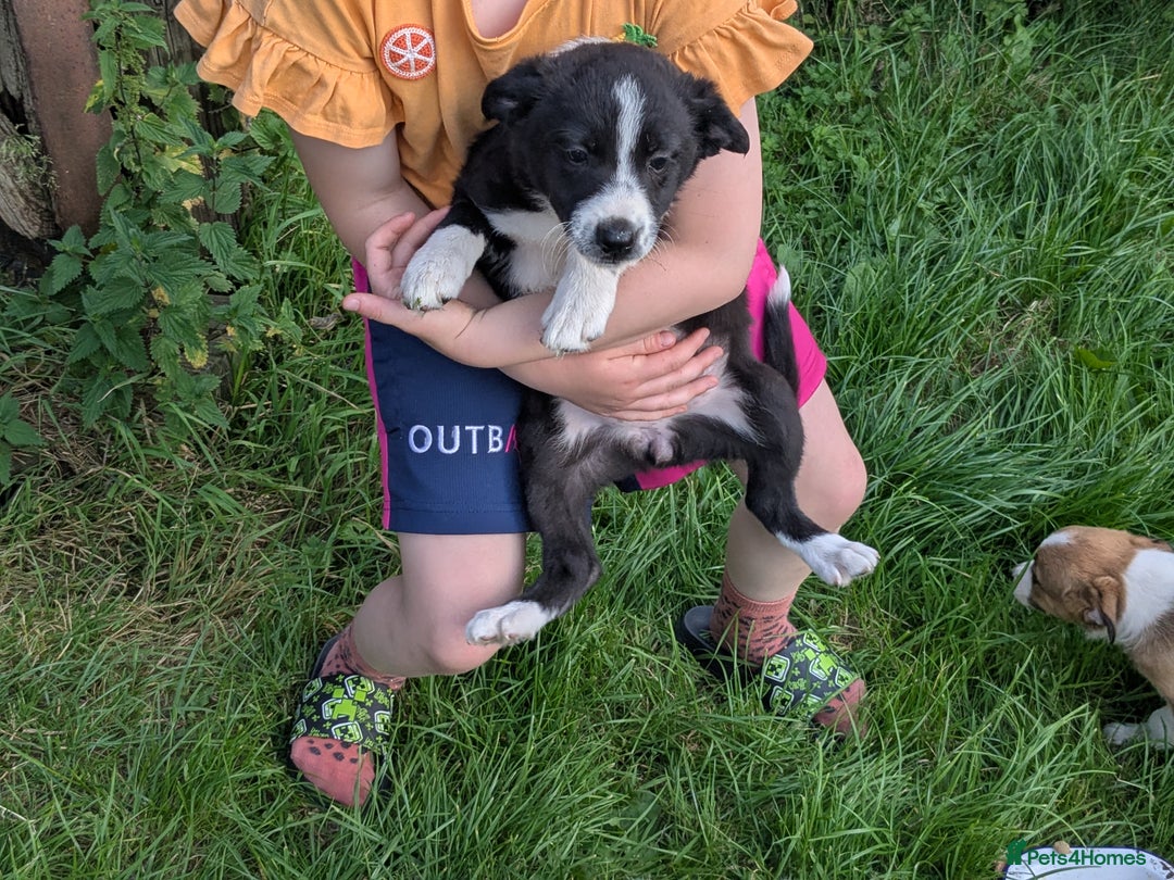 Border Collie dogs for sale: Border Collie Puppies  - Image 5