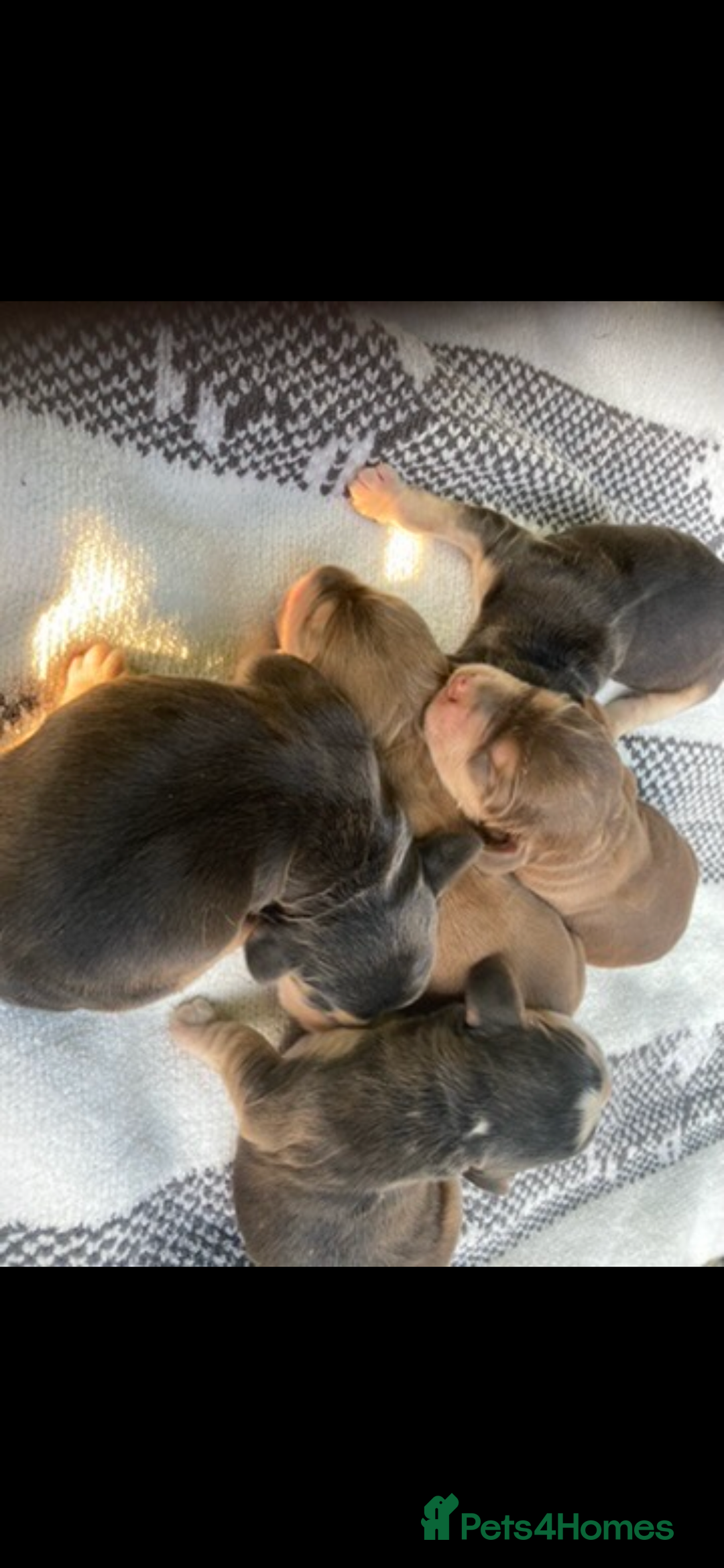 Cocker Spaniel dogs for sale: ⭐️ Stunning Show-Type Cocker Spaniel Puppies ⭐️ - Image 6