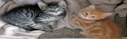 Mixed Breed cats for sale: Gorgeous fluffy tabby kittens! - Advert 8