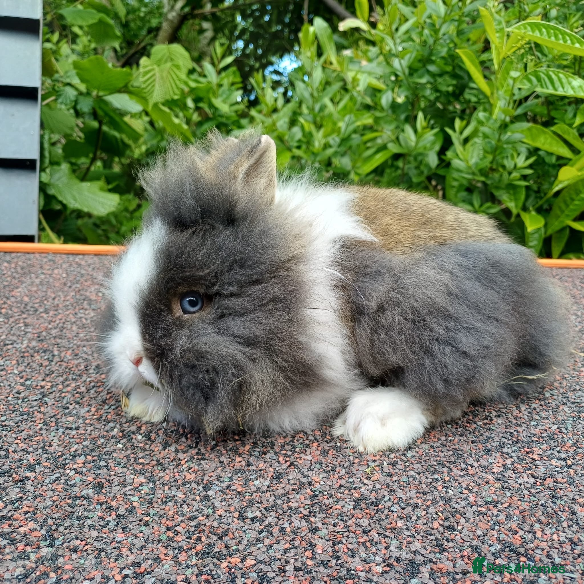 Lionhead rabbits Double Main Lionhead Baby Girl Bunny - Advert 21