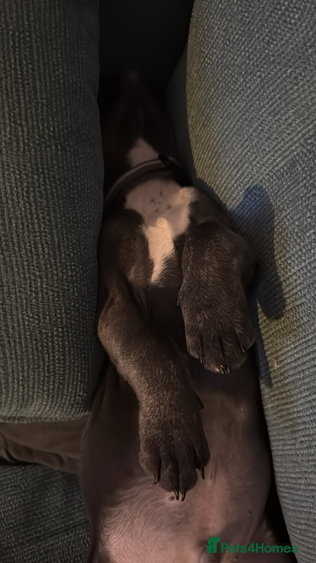 French Bulldog dogs for sale: Beautiful French Bulldog for sale  - Advert 1