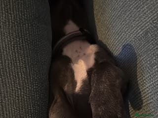 French Bulldog dogs Beautiful French Bulldog for sale - Advert 2