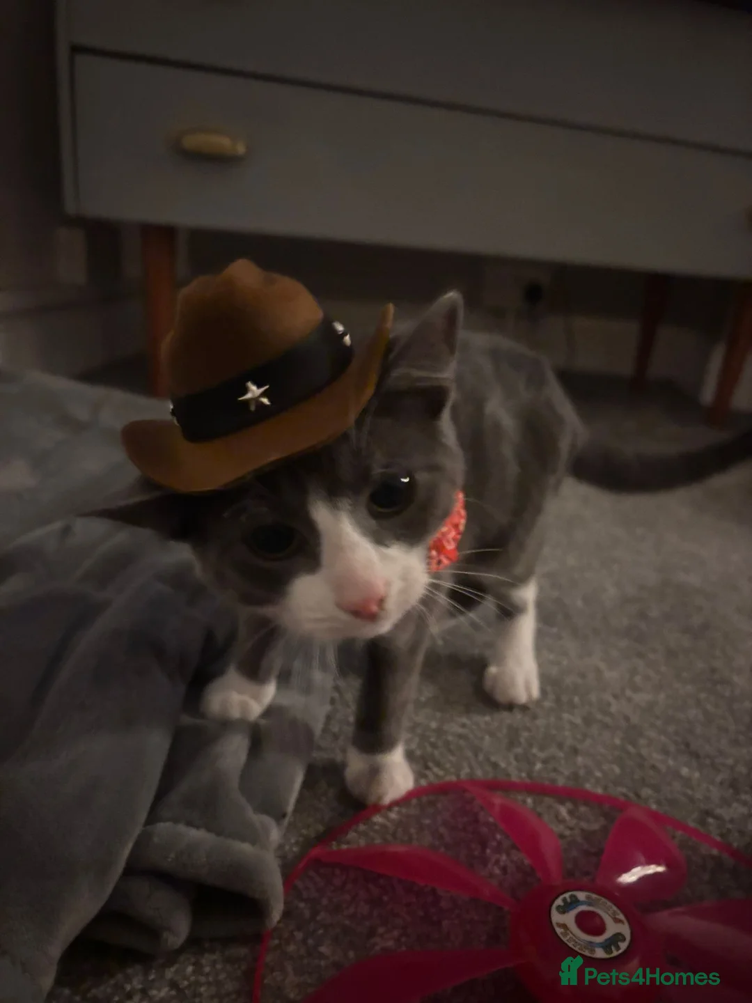 British Shorthair cats for sale: Oliver - Gorgeous Grey and White Male for sale  - Advert 2