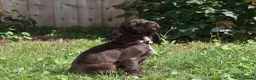 Cocker Spaniel dogs for sale: Ready Now Kc Reg Show Type Cocker Spaniel  - Advert 15