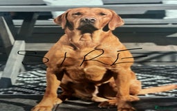 Labrador Retriever dogs for sale: FOX RED LABRADOR PUPPIES  - Image 5