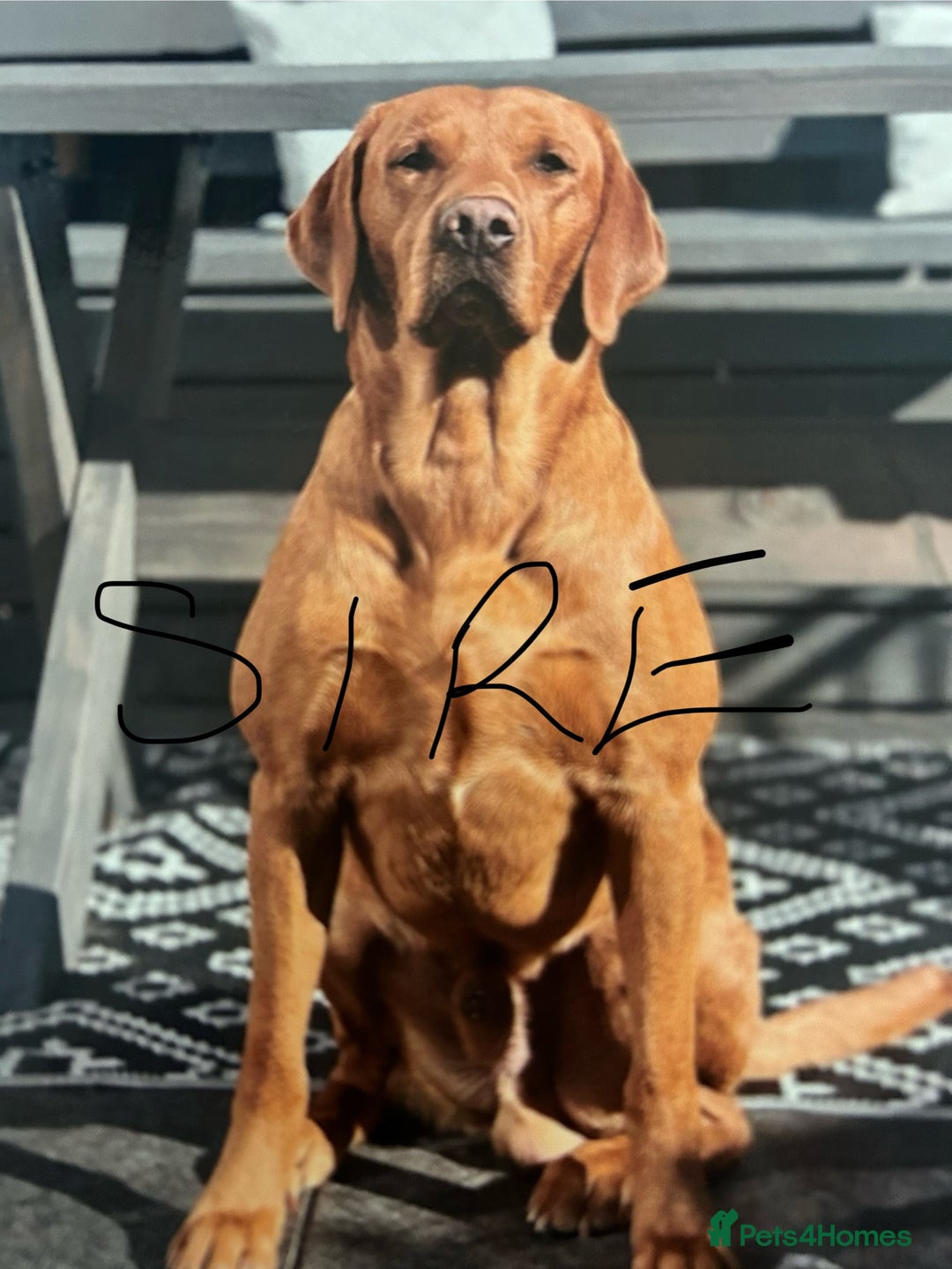 Labrador Retriever dogs for sale: FOX RED LABRADOR PUPPIES  - Image 5
