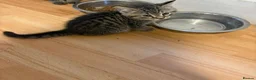 Mixed Breed cats for sale: Looking for my loving family and forever home  in Erith - Advert 6