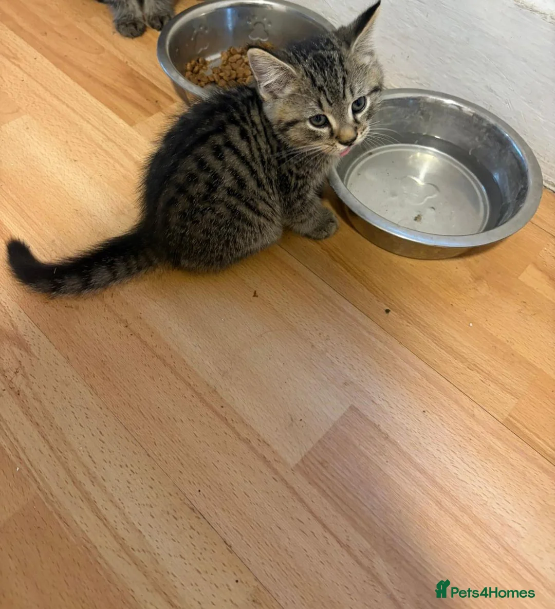 Mixed Breed cats for sale: Looking for my loving family and forever home  in Erith - Advert 6