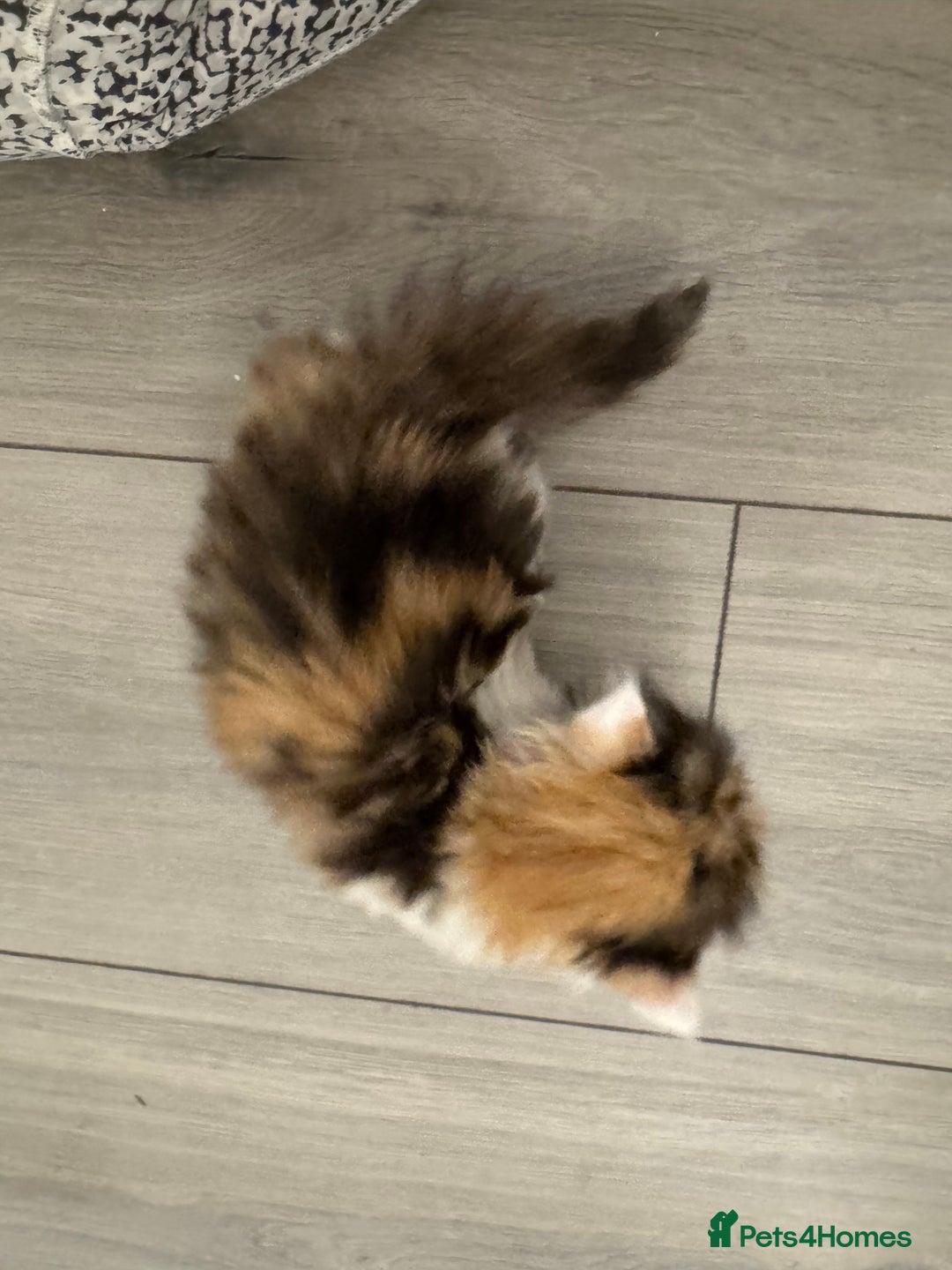 Persian cats for sale: Persian Kittens  - Image 31