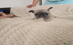 French Bulldog dogs for sale: French bulldog  - Image 2