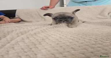French Bulldog dogs - Advert 12