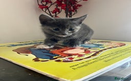 British Longhair cats for sale: British blue cross. 2 females left - Image 5