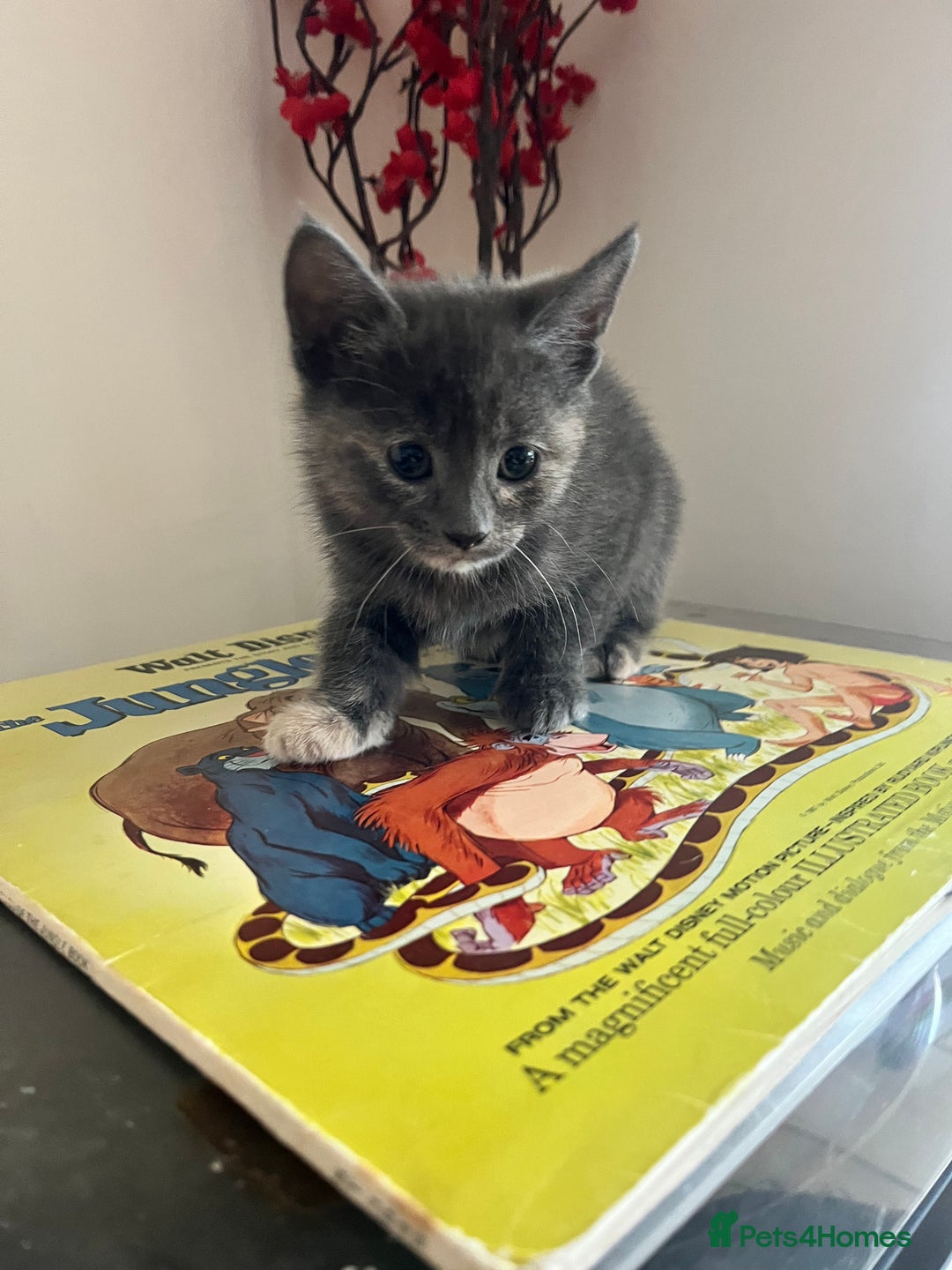 British Longhair cats for sale: British blue cross. 2 females left - Image 5