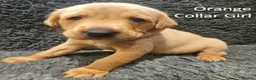 Labrador Retriever dogs for sale: Stunning Red Fox Labs : Health Checked-KC Reg-FTCH - Advert 36
