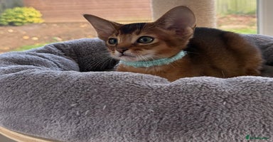 Abyssinian cats - Advert 2