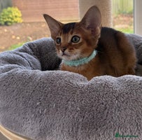 Abyssinian cats - Advert 2