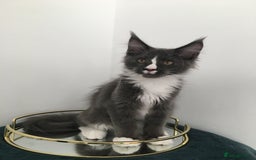 Maine Coon cats for sale: Mainecoons kittens Xl pedigree - Image 7