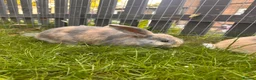 Mixed Breed rabbits for sale: Female rabbits  - Advert 3