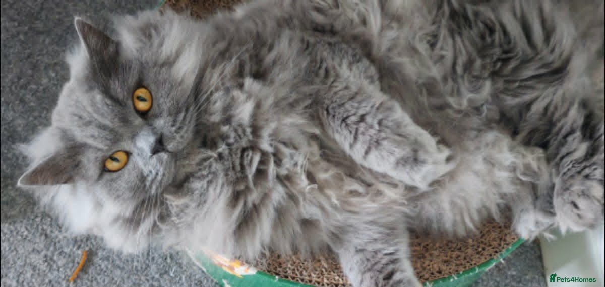 British Longhair cats 3 year old British Longhair - Advert 2