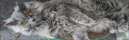 British Longhair cats for sale: 3 year old British Longhair - Advert 1