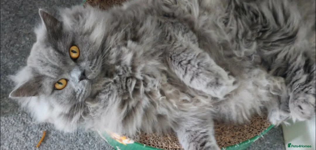 British Longhair cats for sale: 3 year old British Longhair - Advert 1