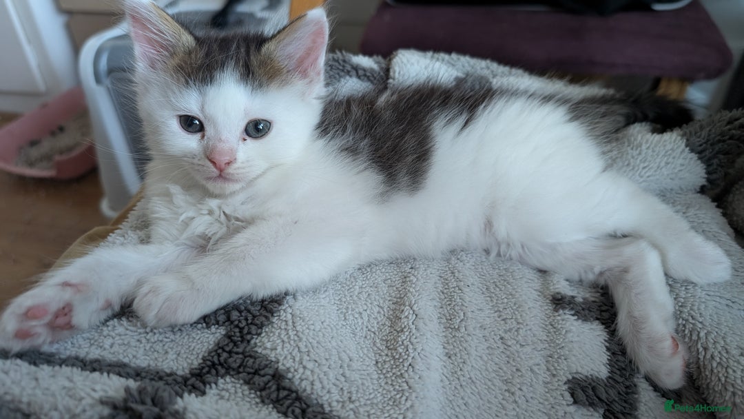 Maine Coon cats for sale: 5 Beautiful Maine Coon kittens available! 😻 - Image 19