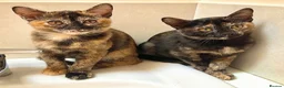 Asian cats for sale: Pedigree Asian Kittens Bombay Dad Black Tortie Mum - Advert 5