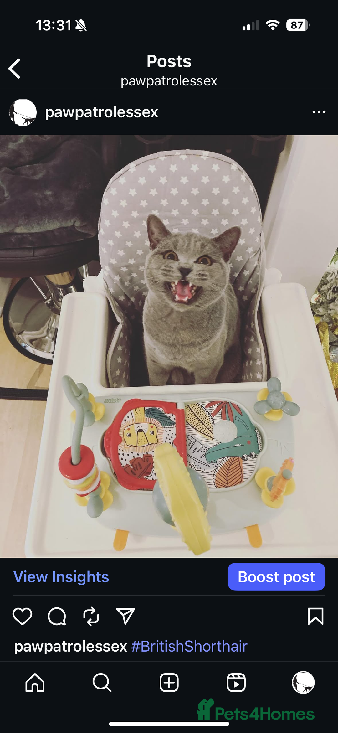 British Shorthair cats for sale: 🐾✨ Beautiful British Shorthair Cat Available ✨🐾 - Image 9