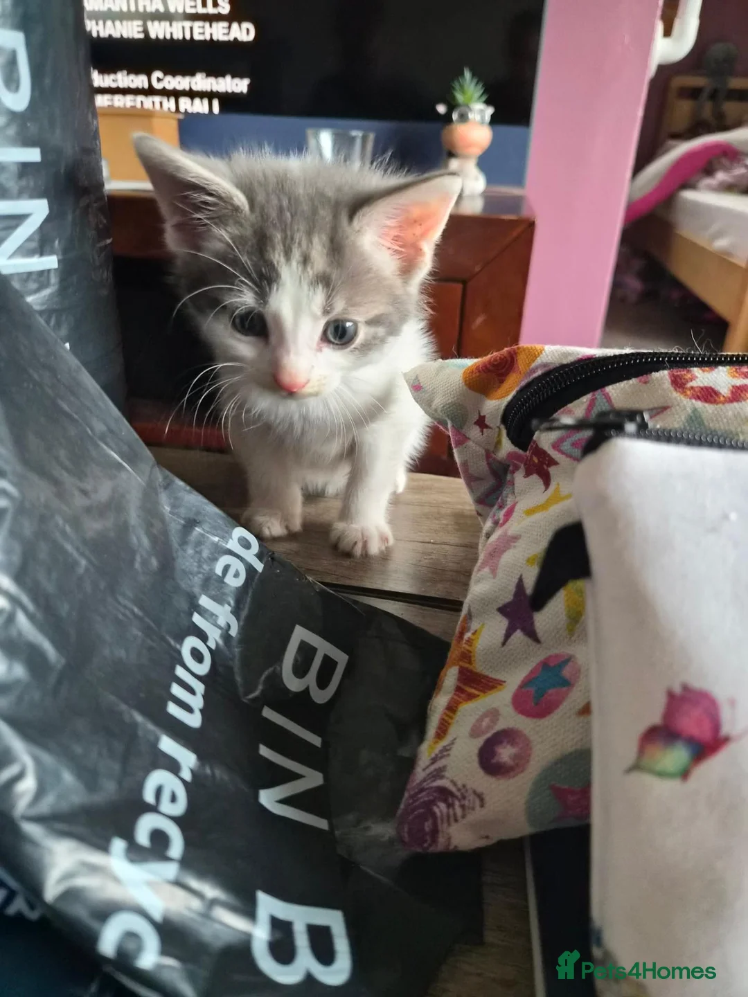 Mixed Breed cats for sale: 3 beautiful kittens mix breed in King's Lynn - Advert 6