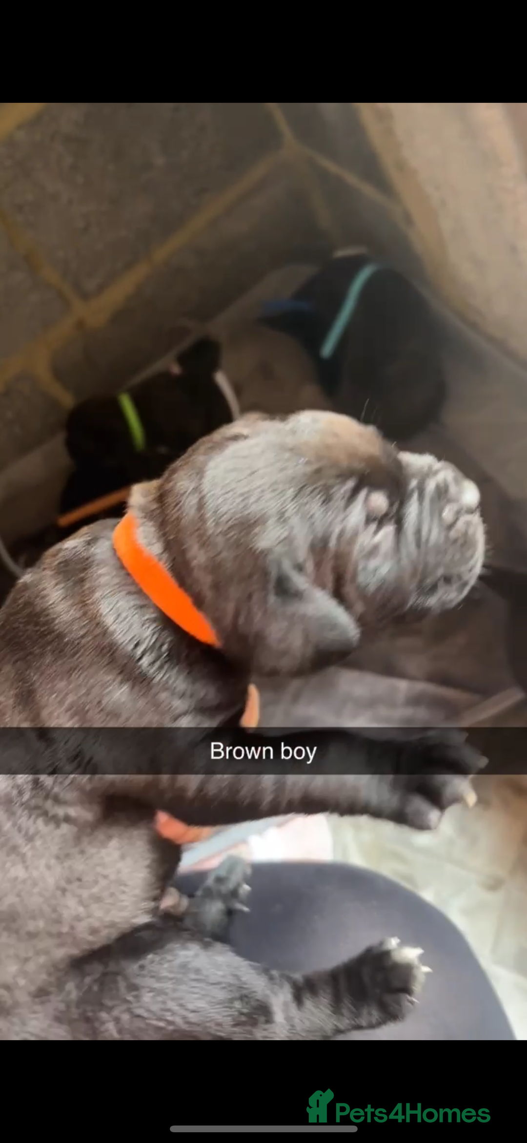 Cane Corso dogs for sale: Cane Corso first litter of puppies !! - Image 28