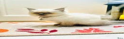 Ragdoll cats for sale: Pedigree ragdolls with docs and certificates - Advert 13
