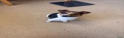 Jack Russell dogs for sale: Jack russel girl - Advert 2
