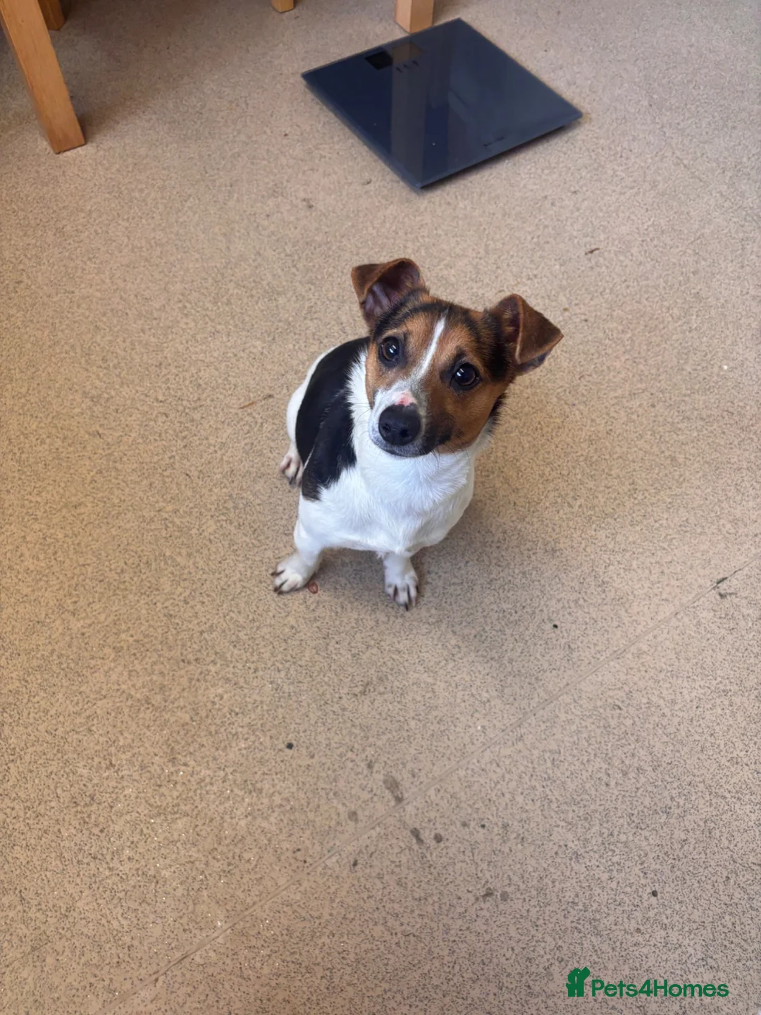 Jack Russell dogs for sale: Jack russel girl - Advert 2