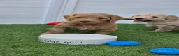 Goldendoodle dogs for sale: LAST girl left of Multigen.Goldendoodle Puppies!!! - Advert 31