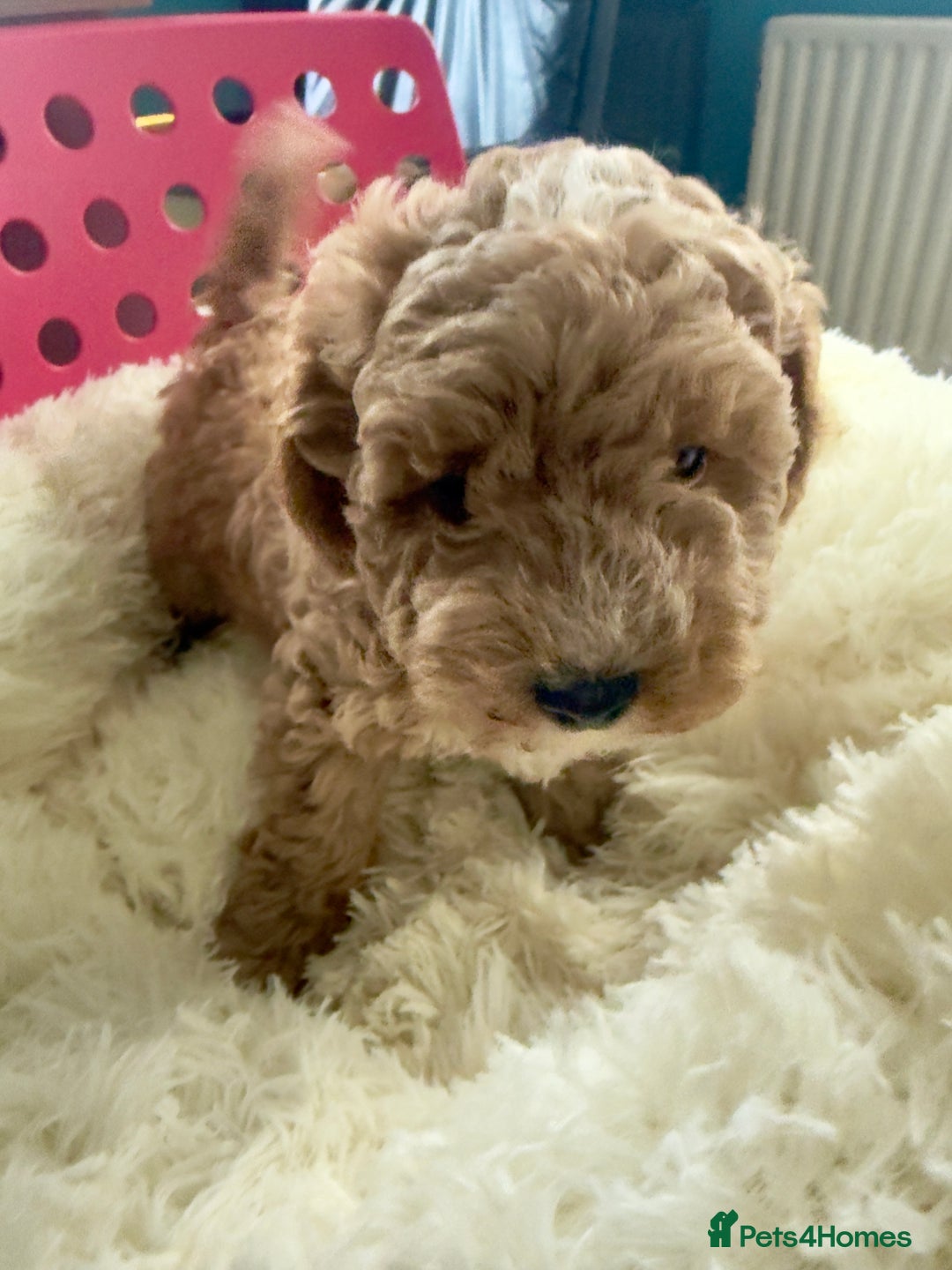 Maltipoo dogs for sale: Toy Maltipoo puppies  - Image 10