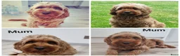 Cavapoo dogs for sale: 🐕Miniature Cavapoo F1b🐕 DNA tested - Advert 31
