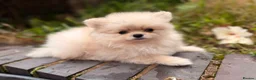 Pomeranian dogs for sale: Fluffy Sable Poms - Advert 11