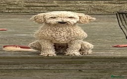 Miniature Poodle dogs for stud: Miniature poodle for stud. - Image 5