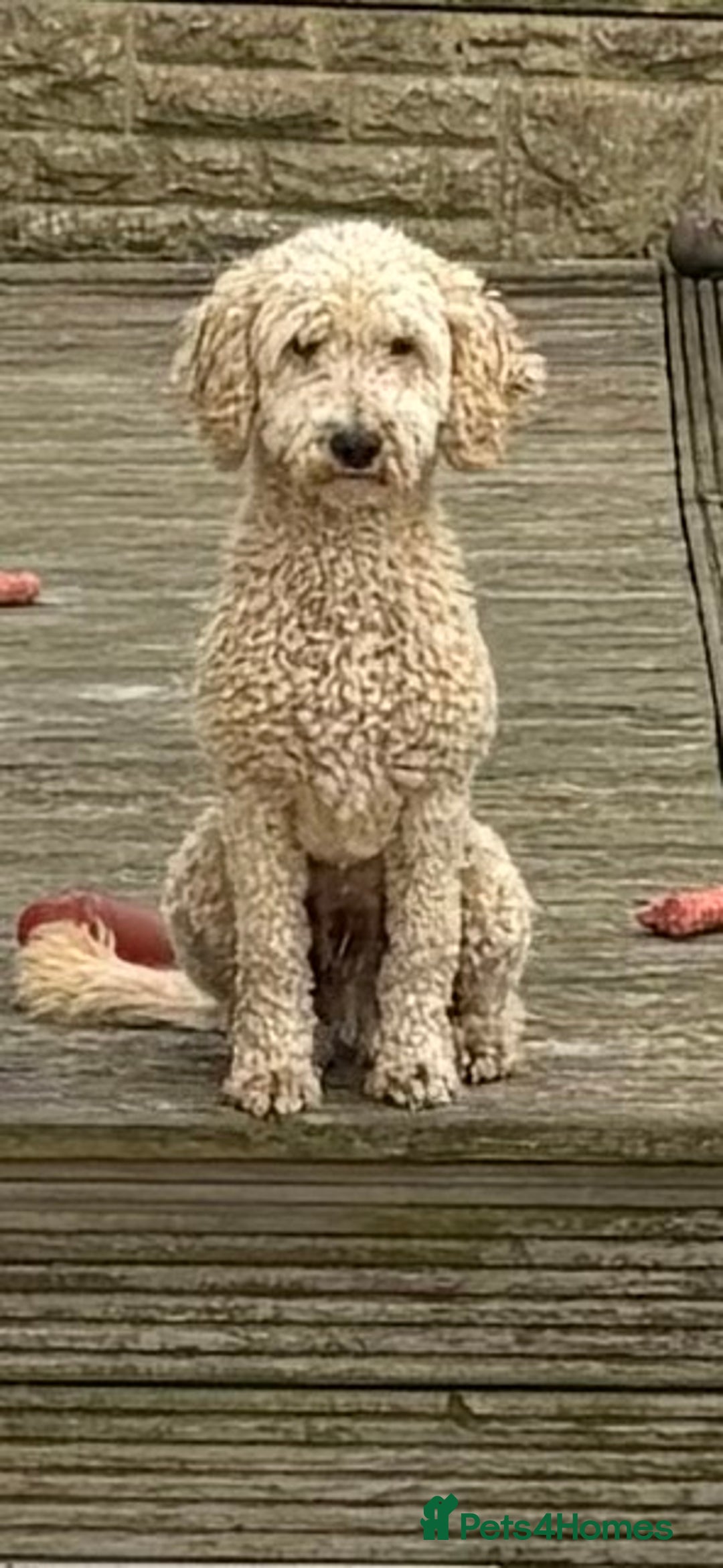 Miniature Poodle dogs for stud: Miniature poodle for stud. - Image 5