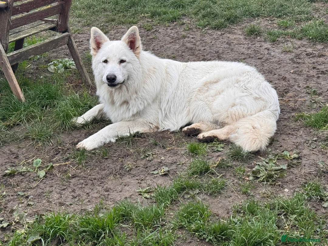 German Shepherd dogs for stud: WHITE GSD STUD. KC REG. HEALTH TESTED - Advert 2