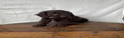 Cockapoo dogs for sale: Beautiful cockapoos⭐️ in Wisbech - Advert 9