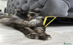 Maine Coon cats for sale: Maine Coon  - Image 7