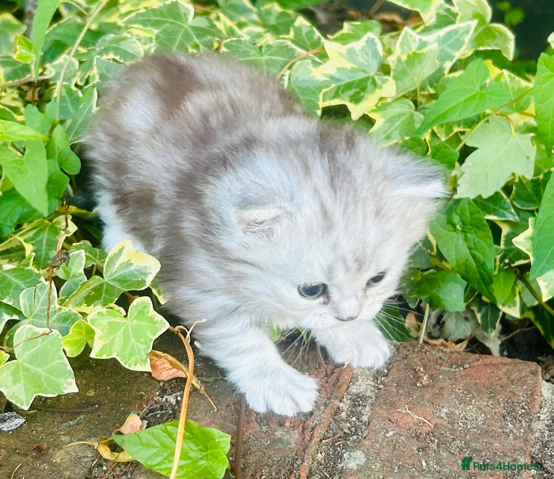 Persian cats for sale:  Persian cross now reserved.  - Image 1