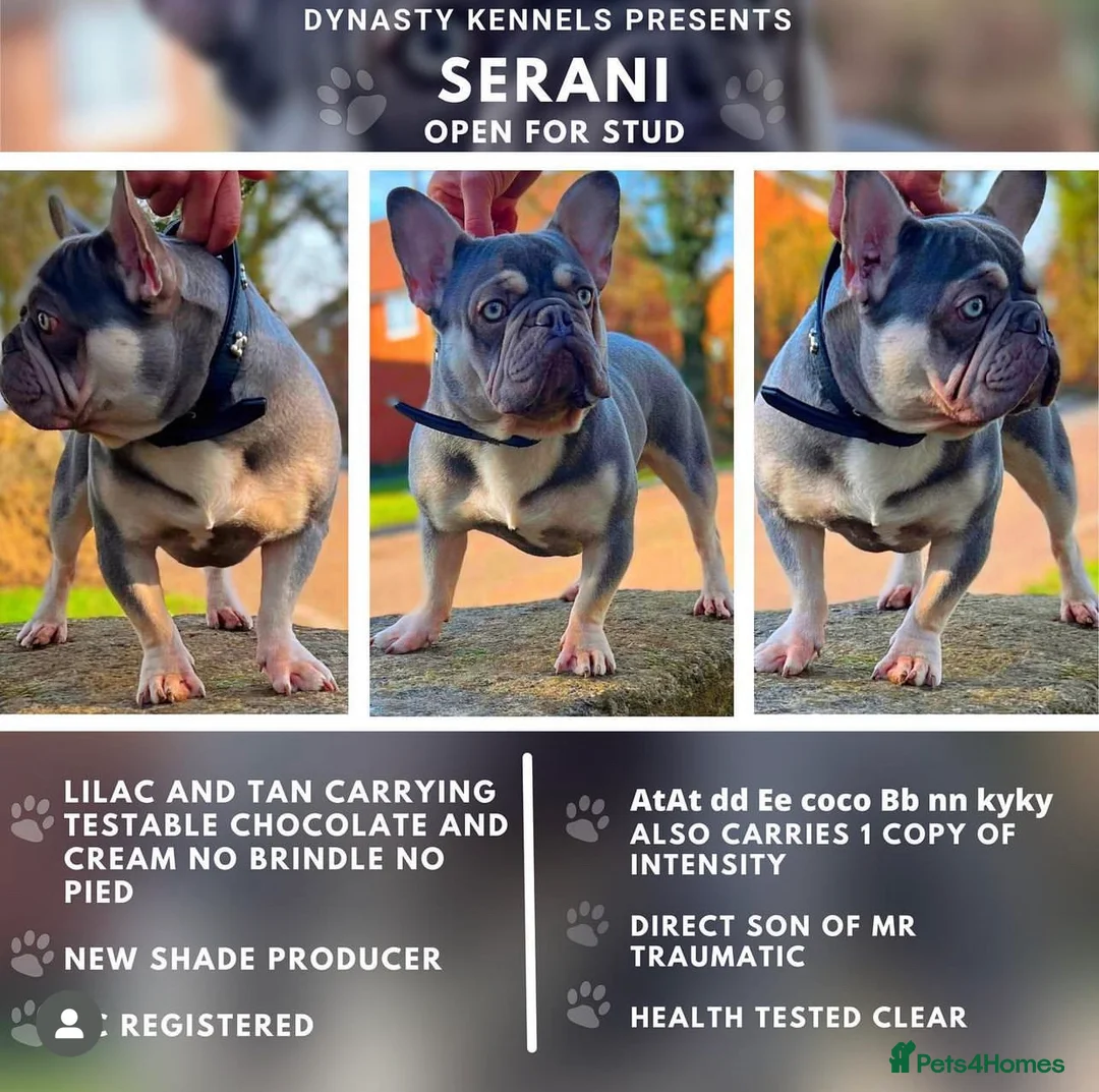 French Bulldog dogs for stud: SERANI LILAC AND TAN FOR STUD  - Advert 1