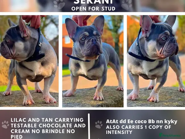 French Bulldog dogs for stud: SERANI LILAC AND TAN FOR STUD - Advert 2