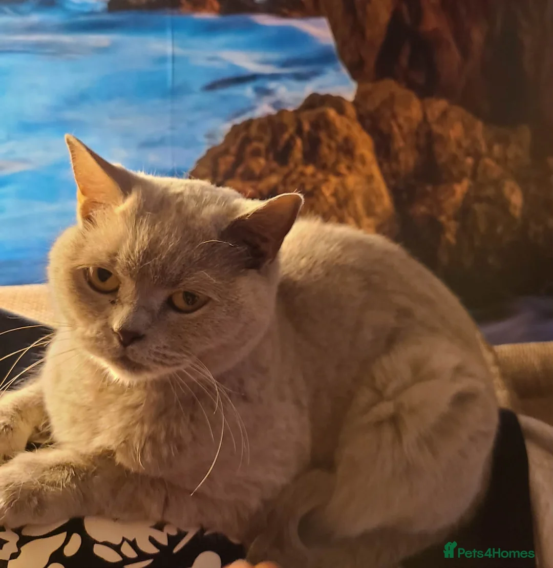 British Shorthair cats for sale: British Shorthair Kittens - Advert 9