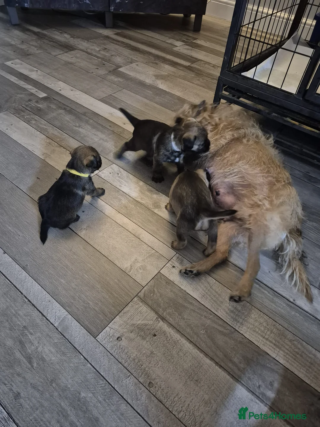 Border Terrier dogs for sale: Gorgeous Border Terrier puppies - Advert 1