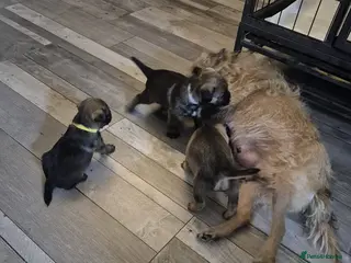 Border Terrier dogs Gorgeous Border Terrier puppies - Advert 2