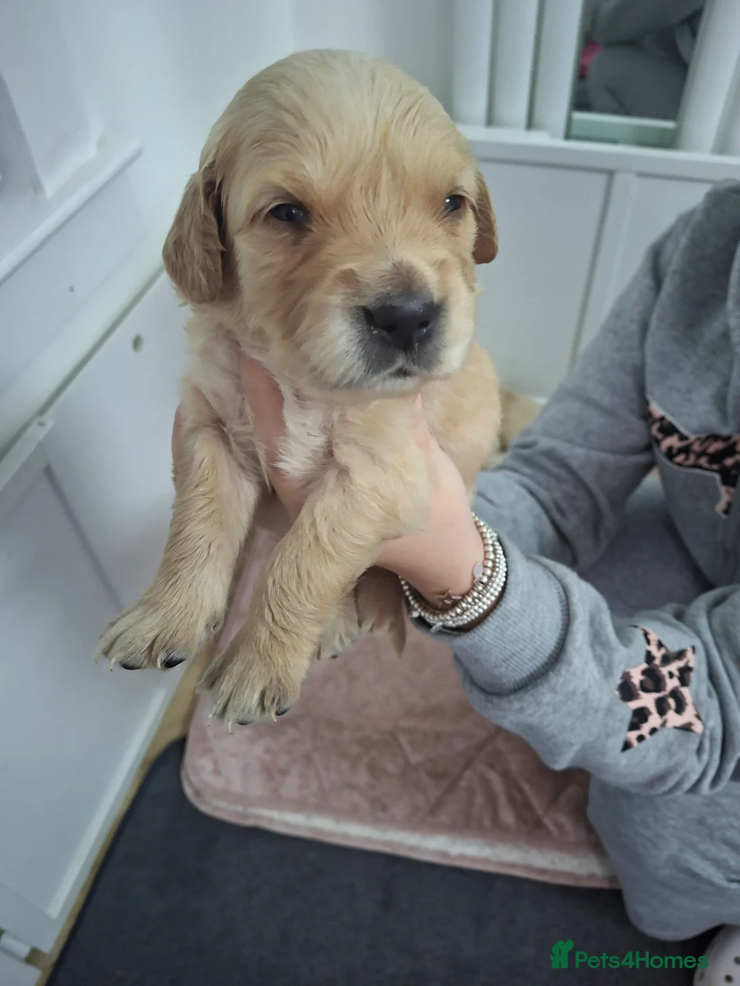 Golden Retriever dogs for sale: Golden Retriever puppies - Advert 2